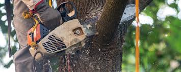 Best Emergency Tree Removal  in Shullsburg, WI