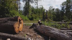 Reliable Shullsburg, WI Tree Care Services Solutions