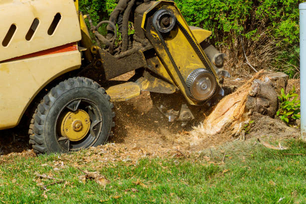 Best Grass Overseeding  in Shullsburg, WI