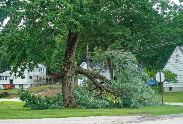 Best Hazardous Tree Removal  in Shullsburg, WI