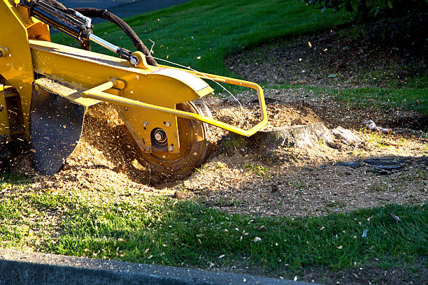 Best Tree Maintenance Programs  in Shullsburg, WI